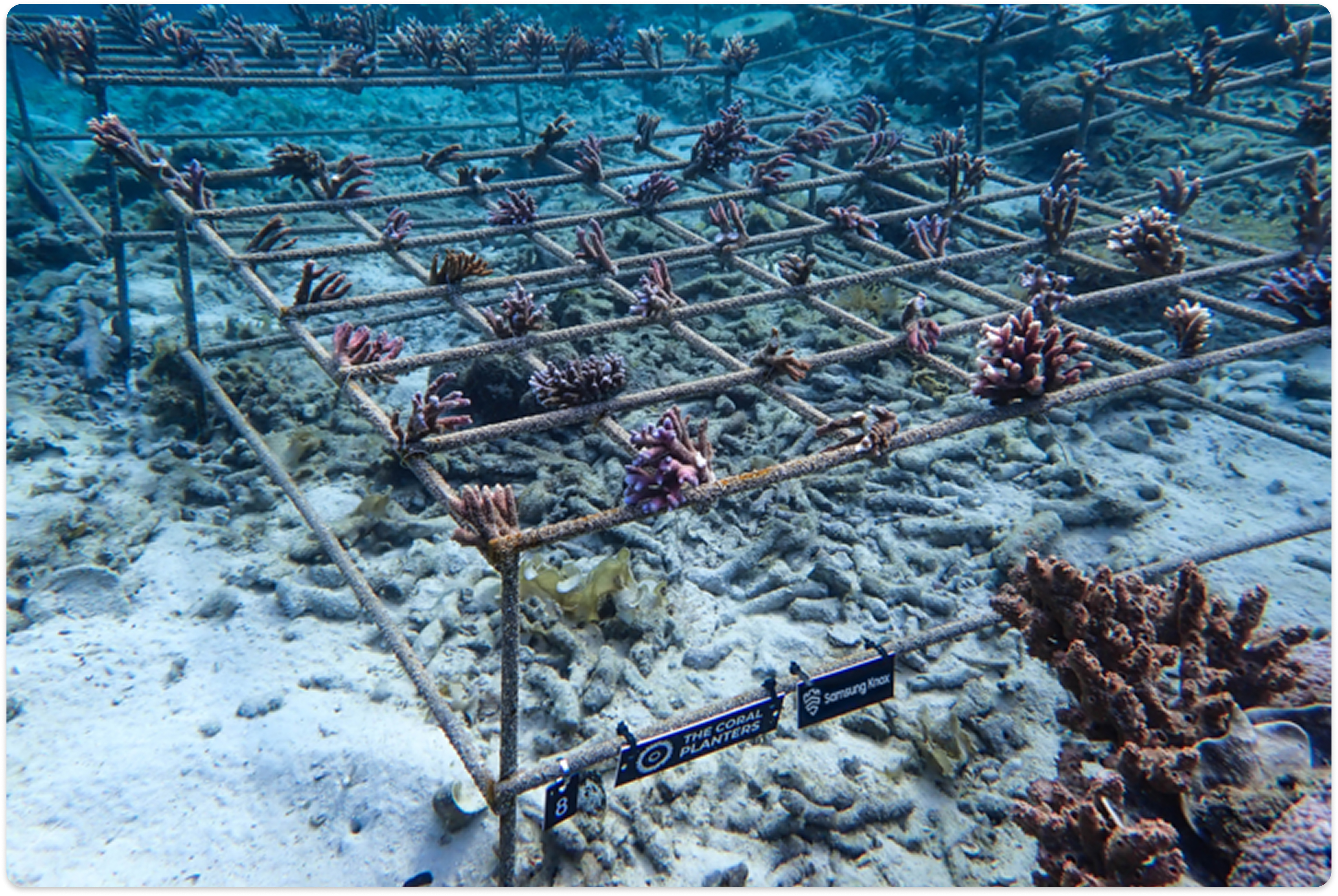 Four coral nursery frames holding coral fragments on the ocean floor, with signs for The Coral Planters and Samsung Knox attached to the front frame.